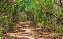 Crane Point Nature Trail von John Bailey