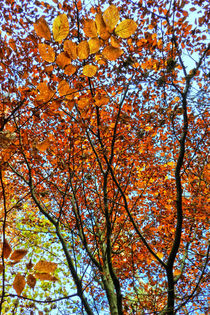 colours of autumn by urs-foto-art