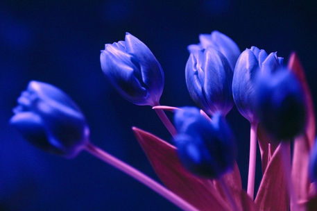 Dark-blue-tulips
