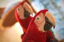 Two Ara parrots portrait by Roberto Giobbi