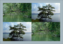 Viererbild "Vegetation am Wasser" von lisa-glueck