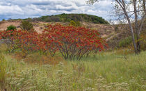 Red Leaves On Grassy Dunes by John Bailey