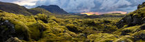 Surreal landscape with wooly moss at sunset in Iceland von creativemarc