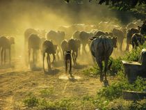 Rinder im Staub - Going home, Myanmar von marie schleich