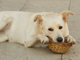 Dog-basket