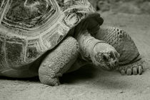 Giant Tortoise  by Rob Hawkins