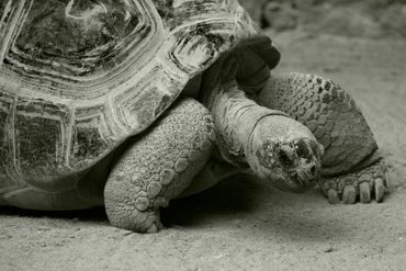 Giant-tortoise