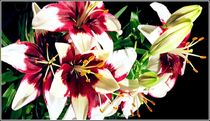 Blütentraum  by bilddesign-by-gitta