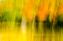 Herbstfärbung - Foliage - Indian Summer, USA by marie schleich