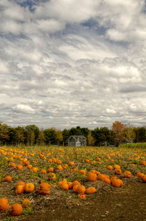 Kürbisfeld - Pumpkin Harvest, USA von marie schleich