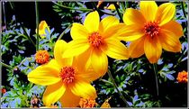 Gelbe Blüten von bilddesign-by-gitta
