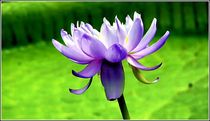 Blaue Blüte by bilddesign-by-gitta