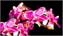 Orchideen von bilddesign-by-gitta