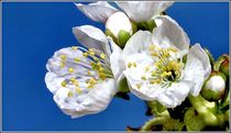 Kirschblüten by bilddesign-by-gitta