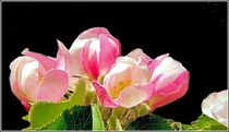 Zarte Blüten by bilddesign-by-gitta