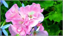 Rose Blüten by bilddesign-by-gitta