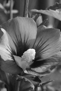 Blühte in schwarz-weiß von Ralf Wolter