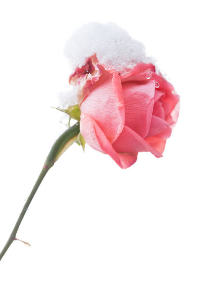 2012-12-08-999-58-winter-rose