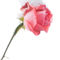 2012-12-08-999-58-winter-rose
