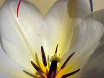 Tulpe von Birgit Knodt