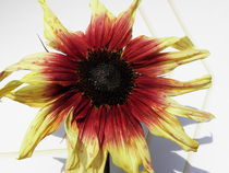 Sonnenblume by Birgit Knodt