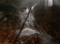 wunderwerk spinnennetz by hedy beith