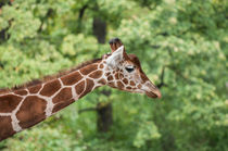 Giraffe von Thomas Keller