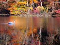 Autumn Swan by Jim DeLillo