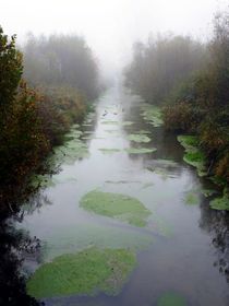 Straightened Creek's Ecosystem by Juergen Seidt