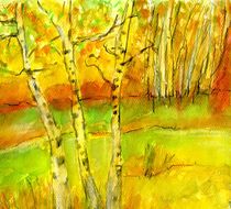 Birken in der Sonne by claudiag