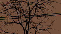 Leaves, Branches And Power Lines In The Fall by Ricardo de Almeida