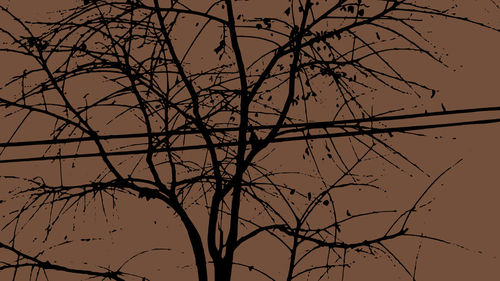 Leaves-branches-and-power-lines-nyc
