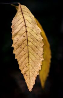 Leaves by Jeremy Sage