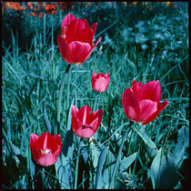Frühling. Rote Tulpen im Gras. by li-lu