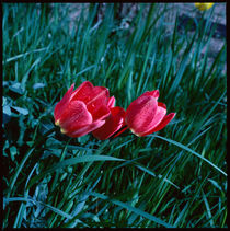 Frühling. Rote Tulpen im Gras. von li-lu