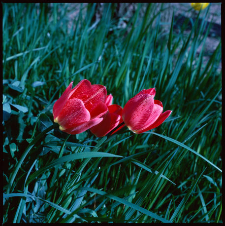 Tulpen-1025