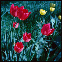 Frühling. Rote und gelbe Tulpen im Gras. by li-lu