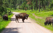 Bison Blocking The Road by John Bailey