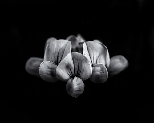 Backyard-flowers-in-black-and-white-05-4x5-rb