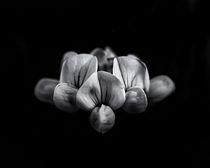 Backyard Flowers In Black And White 5 by Brian Carson