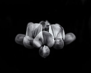 Backyard-flowers-in-black-and-white-05-4x5-rb