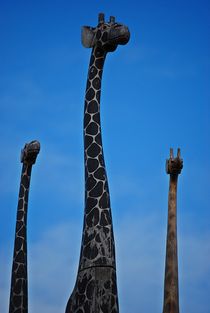 3 Giraffen... von loewenherz-artwork