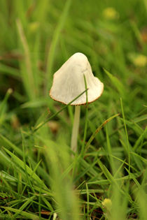Kleiner Pilz im Gras von toeffelshop