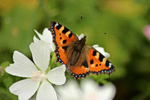 Schmetterling auf weißer Blüte by toeffelshop