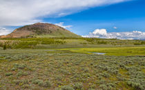 Wild Flowers And Grasses At Yellowstone by John Bailey