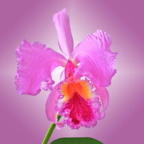 Orchidee Laelia Cattleya - orchid by monarch