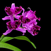 Orchidee-Laelio Cattleya-orchid von monarch