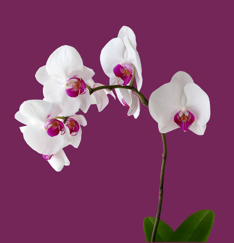 Phalaenopsis-dot-weiss-dot-lila-dot-5405-dot-2quad-dot-x1
