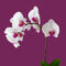 Phalaenopsis-dot-weiss-dot-lila-dot-5405-dot-2quad-dot-x1