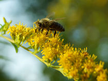 Biene auf Kanadischer Goldrute by Sabine Radtke